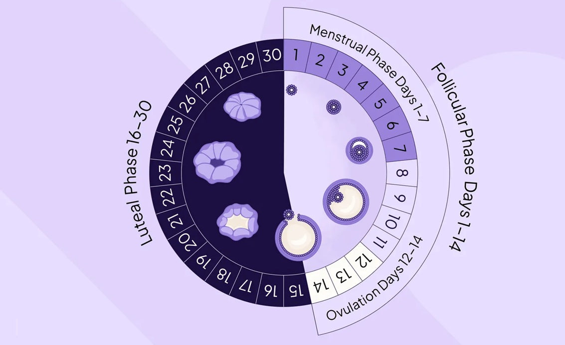 What are the phases of your menstrual cycle?